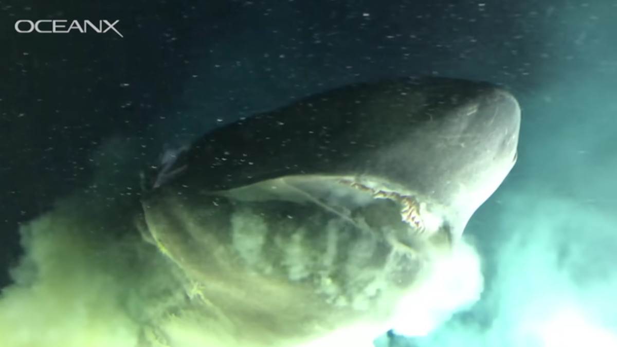  Gigantska ajkula prestravila posadu podmornice 