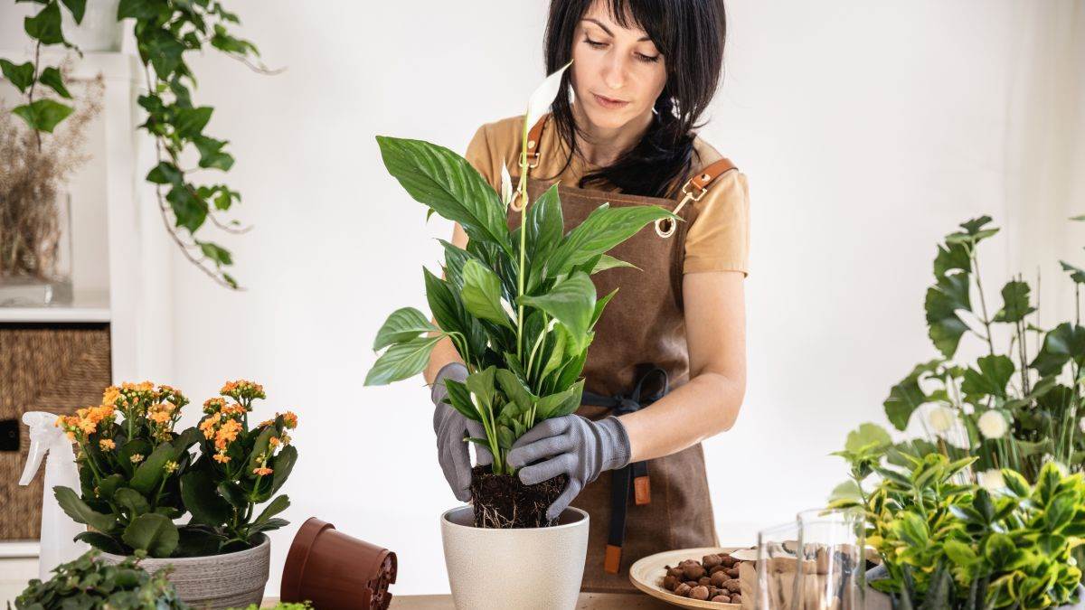  Spatifilum smanjuje vlagu i pročišćava vazduh 