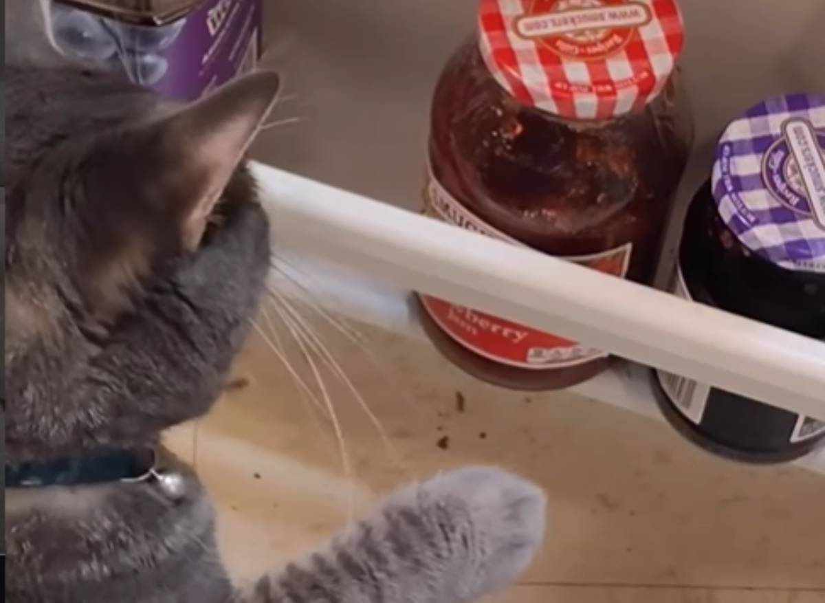  Smiješni video mačke koja udara teglu 