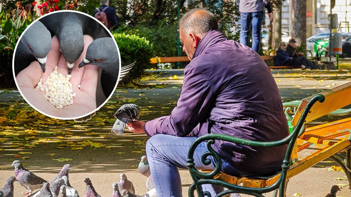  Englezi traže kazne za one koji hrane golubove 