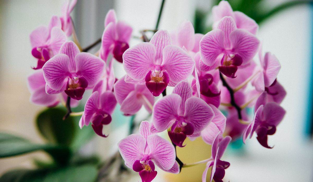  Gdje treba držati orhideje da stalno cvjetaju 