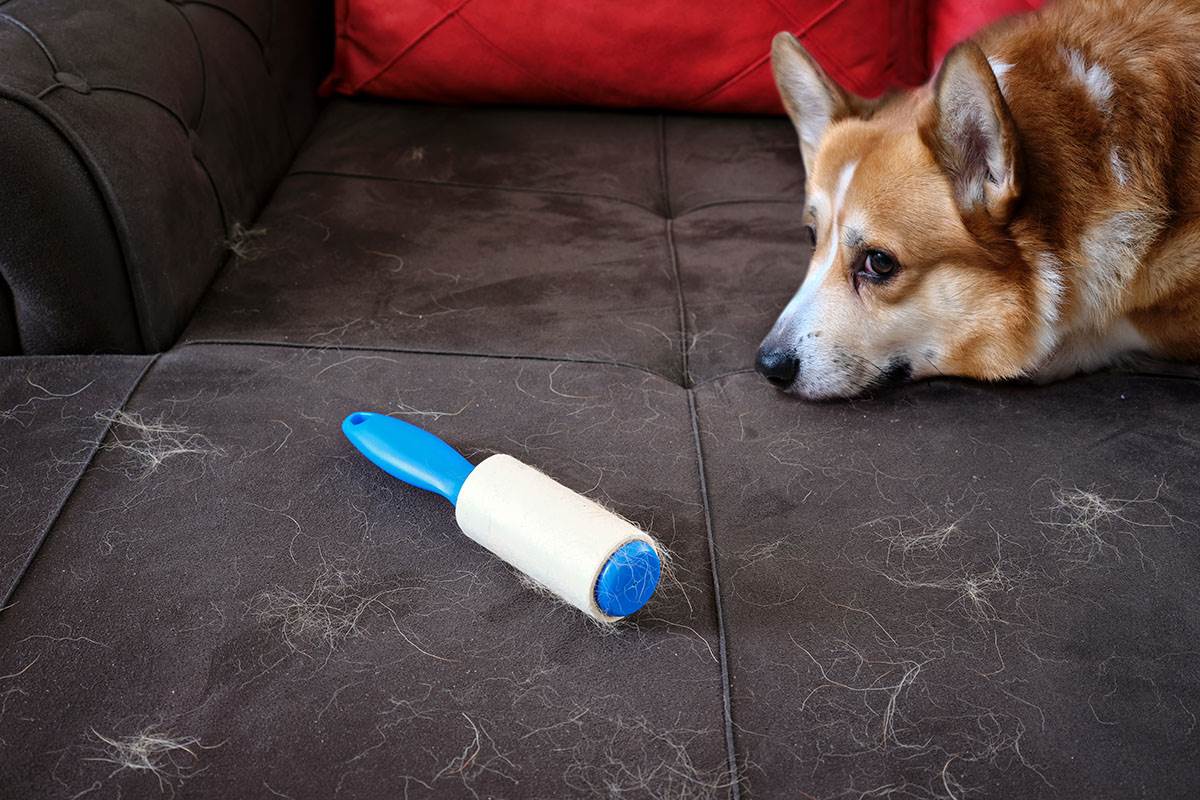  5 rasa pasa koji se ne linjaju 