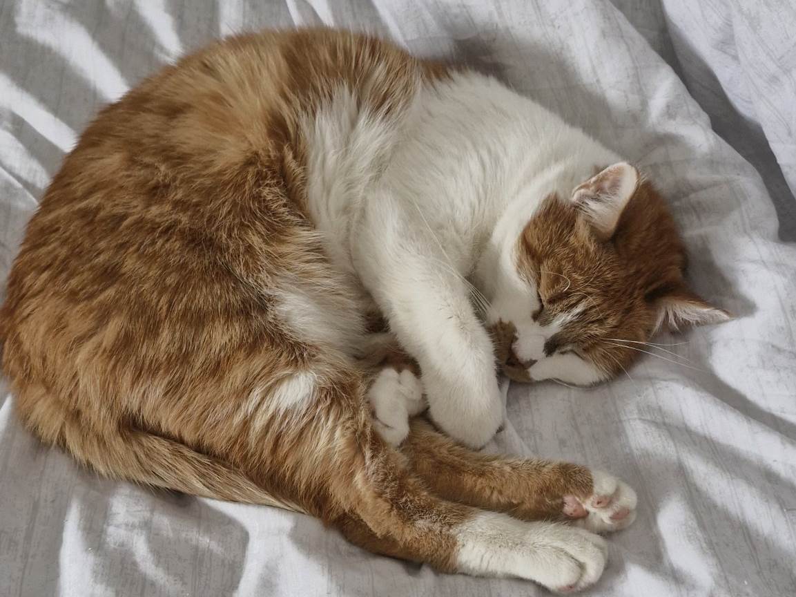  Da li mačke sanjaju i šta 