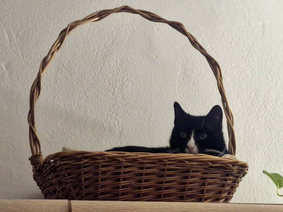  Priča o Fifi, mački koja se sama udomila 