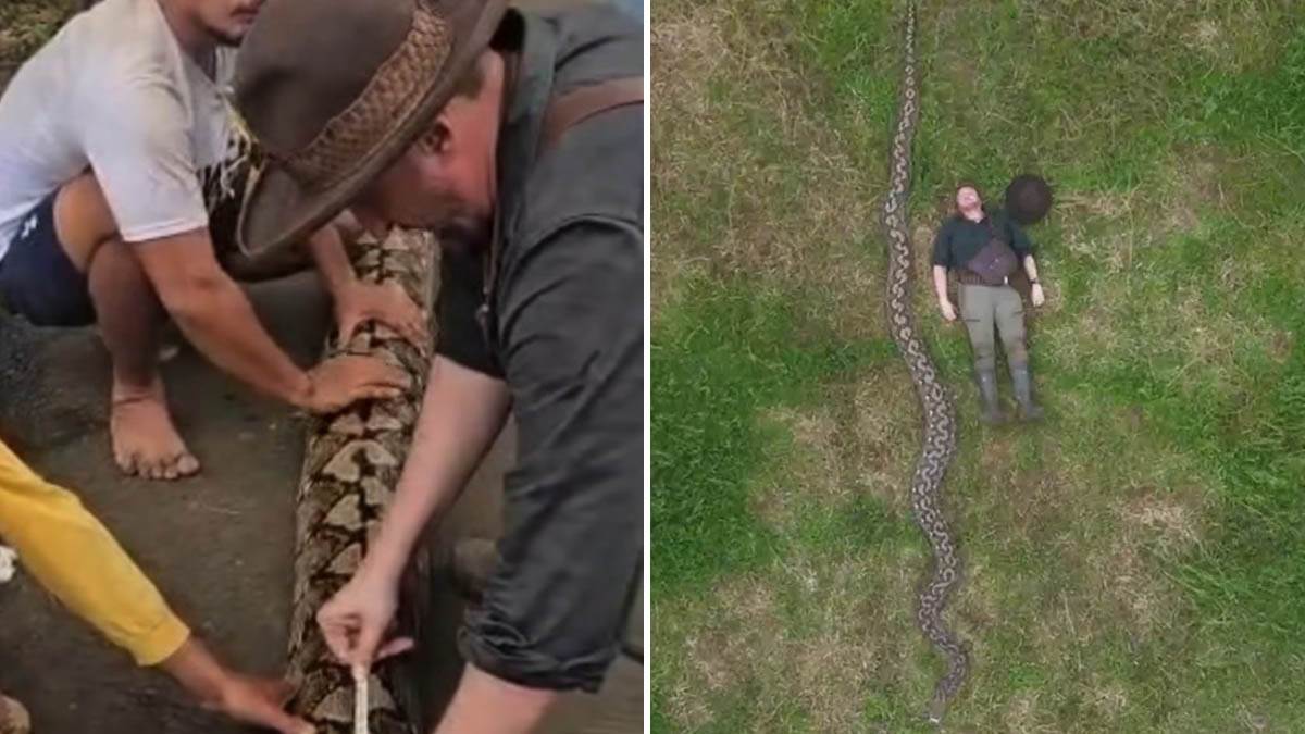  Ibu Baron zvanično najduža zmija ikada izmjerena u divljini 