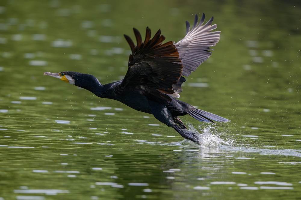  Stručnjaci tvrde da riblji fond Vrbasa uništavaju ljudi, ne ptice 