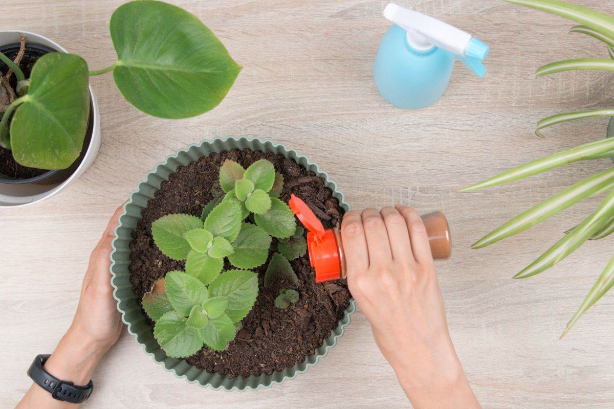  Cimet štiti biljke od gljivica, buđi i truljenja 