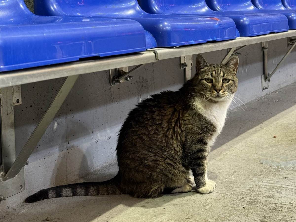  Uginula mačka Ljubica, simbol dvorane Pionir u Beogradu 