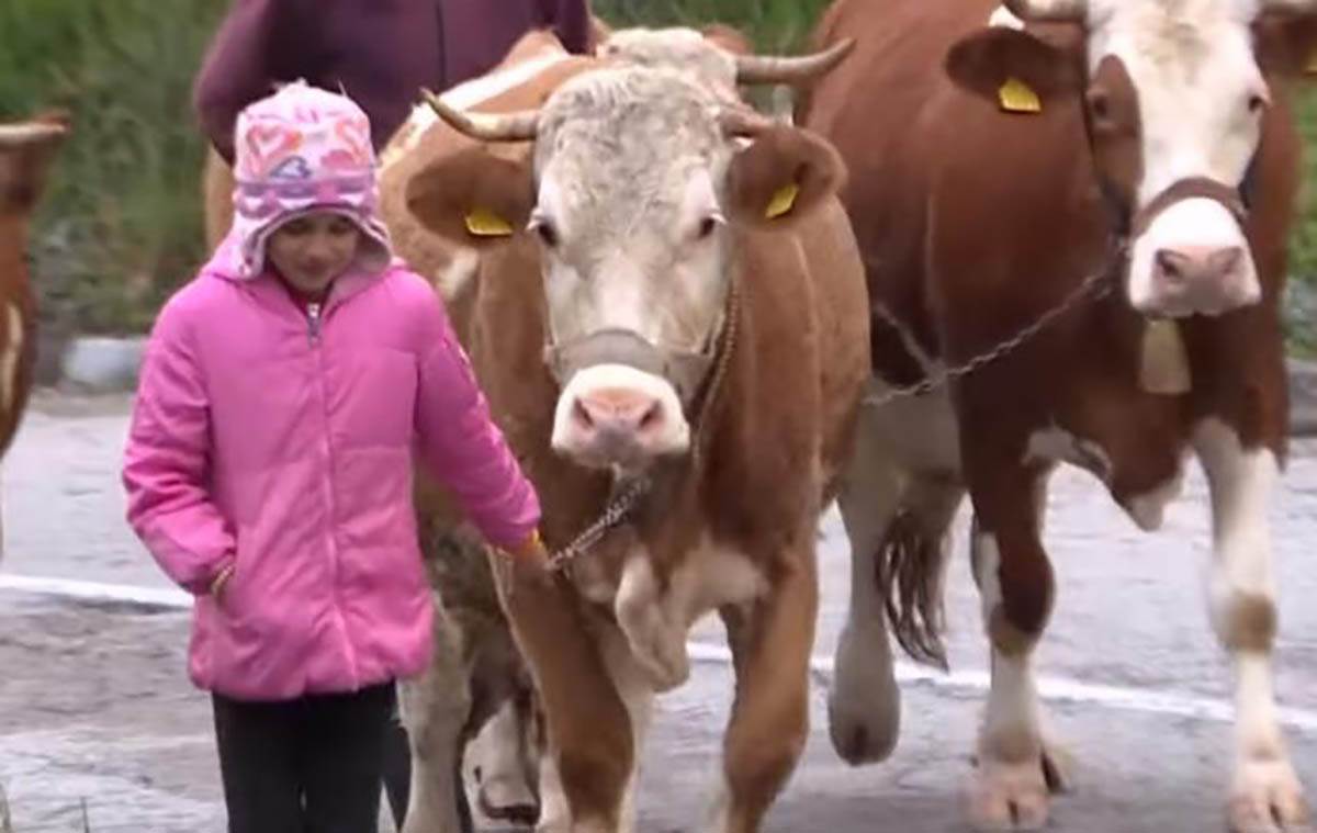  Tijana Babić, najmlađa pastirica u Srbiji 