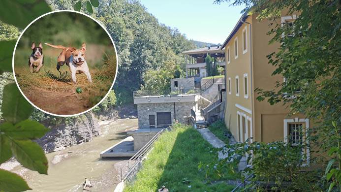  Trovanje pasa u Ivanjici 