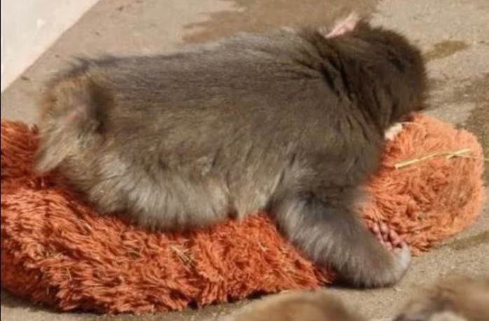  Makaki majmunče viralno zbog igračke koju nosi sa sobom 