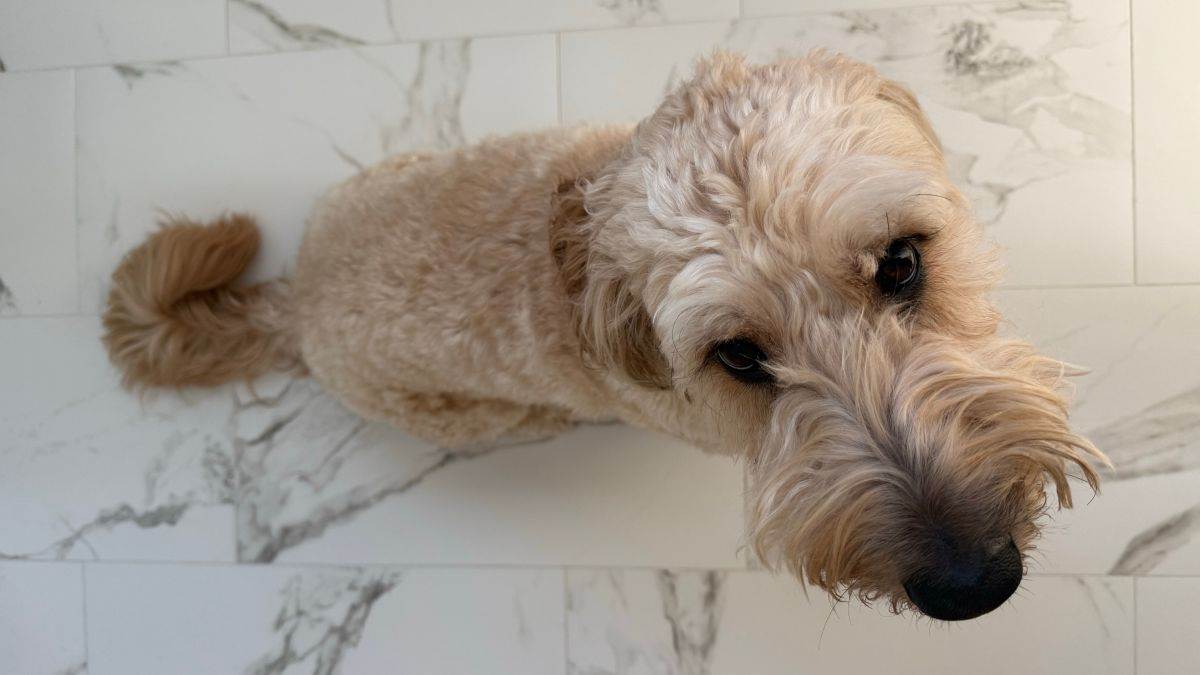  Zašto vas pas prati do toaleta 