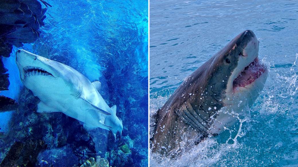  Velika bijela ajkula u Mediteranu 