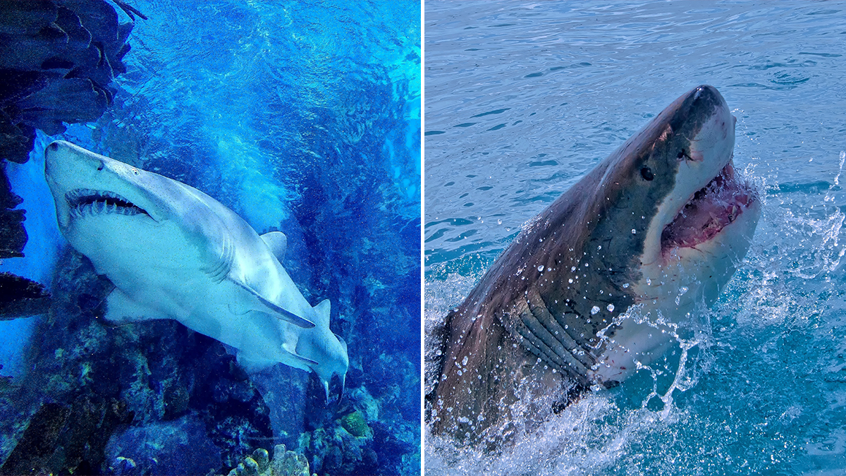  Velika bijela ajkula u Mediteranu 