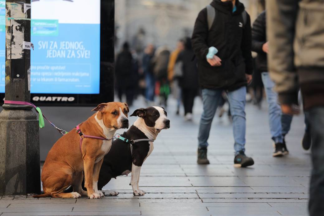  Trovanje pasa Ivanjica 