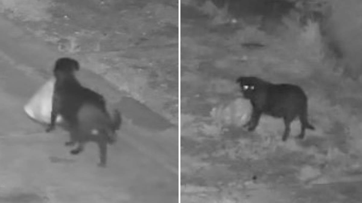  Italijan kažnjen jer je naučio psa da baca smeće 