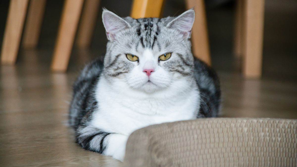  tajni mačiji zakoni 