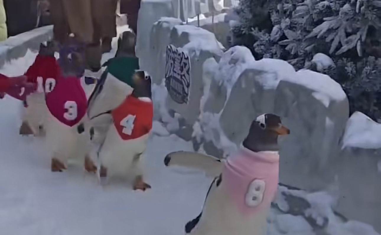  Trka pingvina hit na internetu 