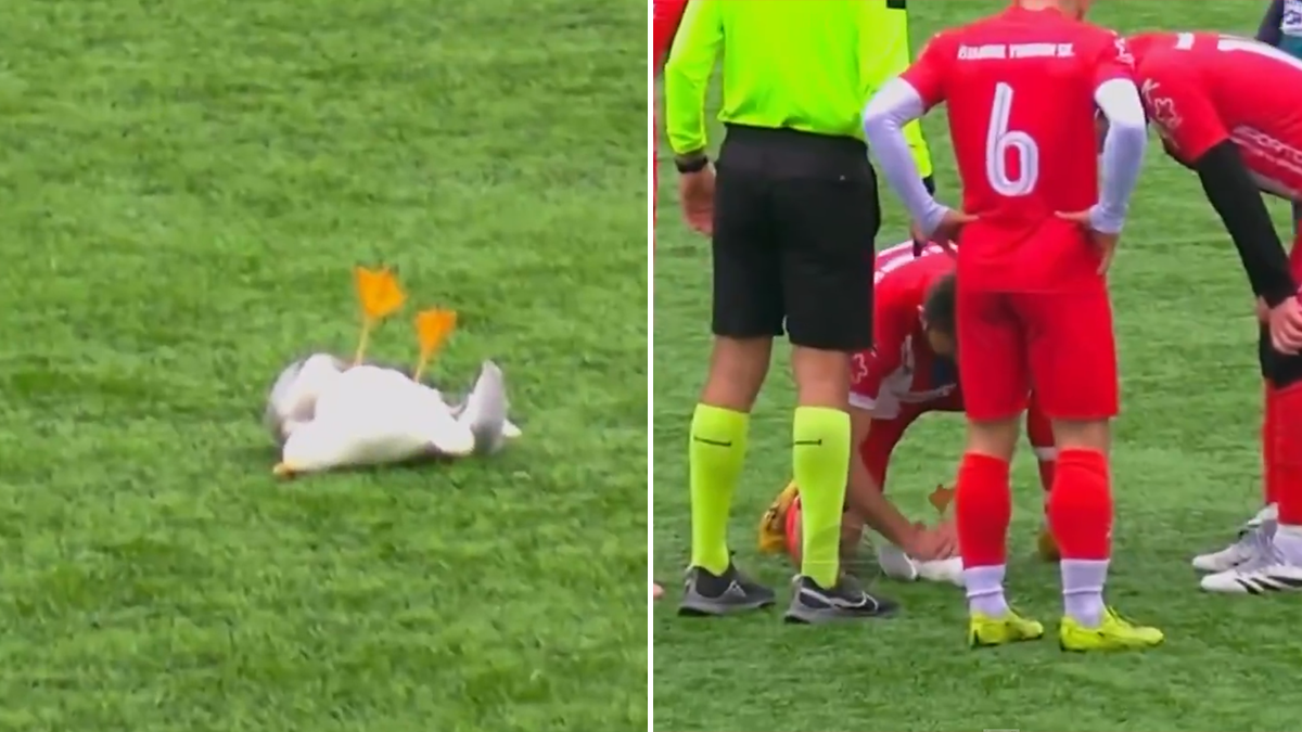  Fudbaler spasio život galebu 