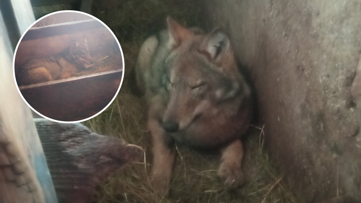  Vuk spavao pored teladi 