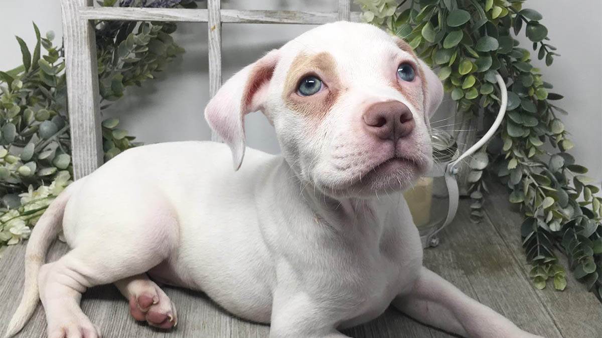  Alapaški plavokrvni buldog sve o ovoj rasi psa 