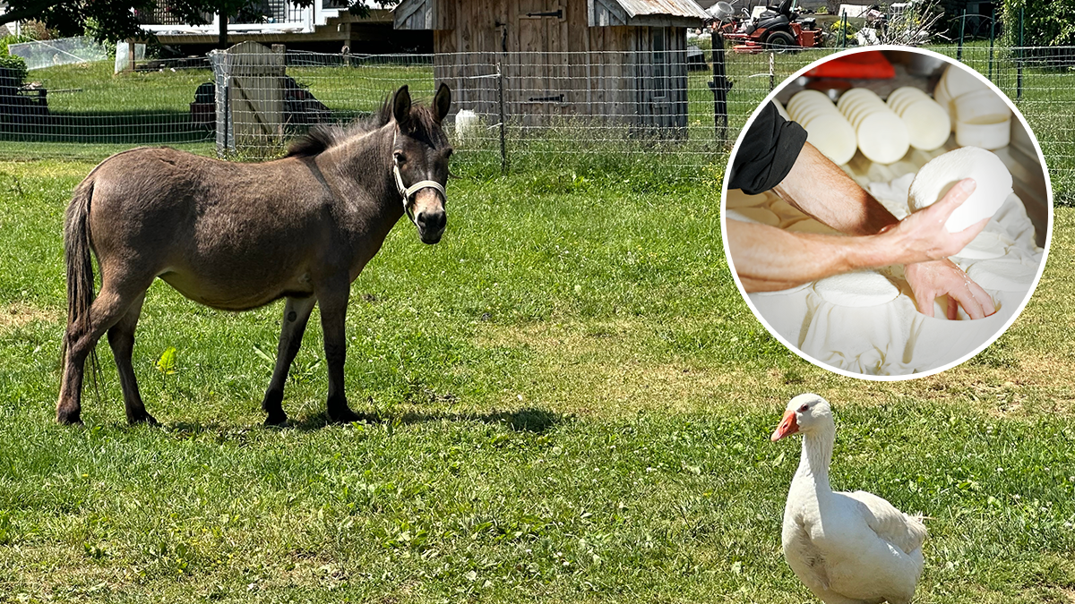  Sir iz Srbije je najskuplji na svijetu 