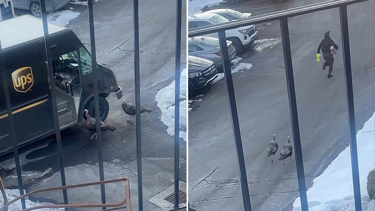  Dostavljača pojurile ćurke 