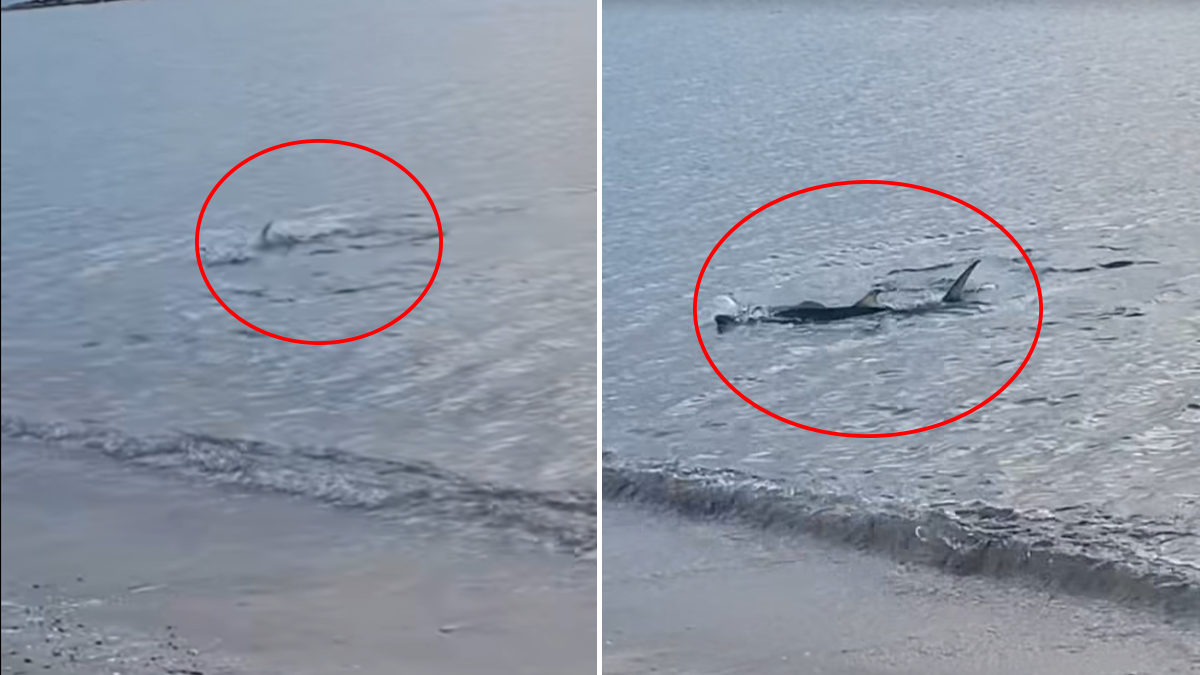  ajkula viđena u plićaku u grčkoj 