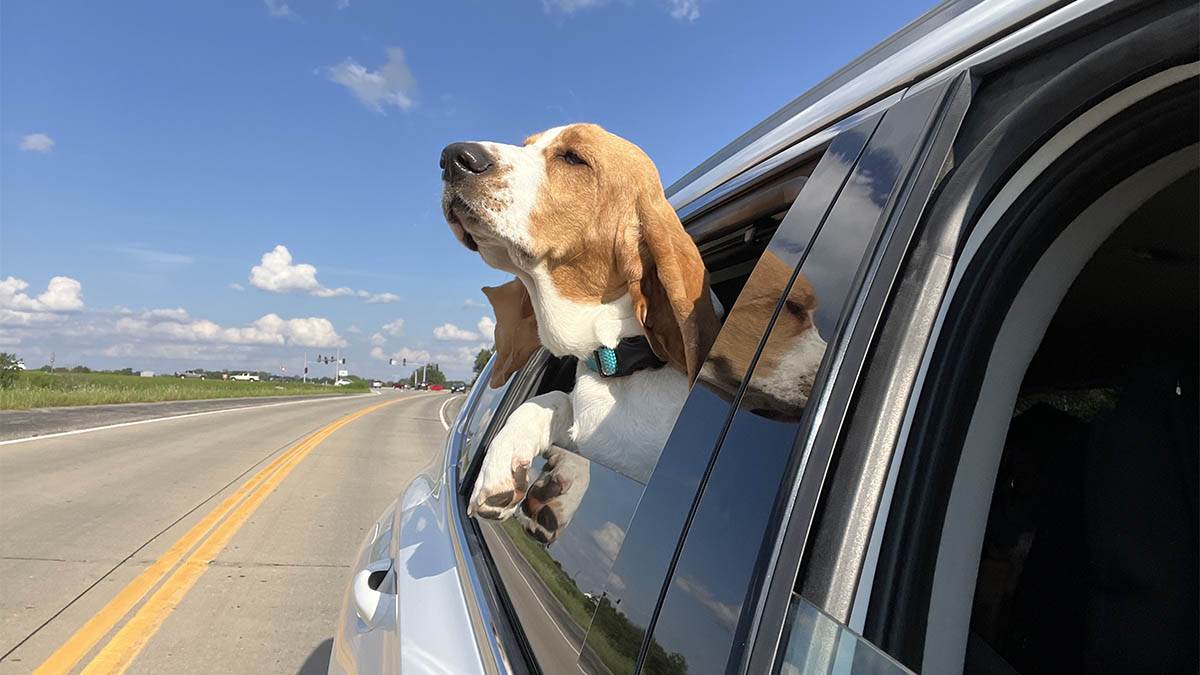  Vožnja psa sa glavom kroz prozor opasna 