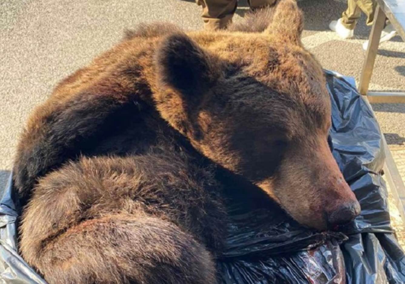  Hrvatski carinici oduzeli kožu medvjeda 
