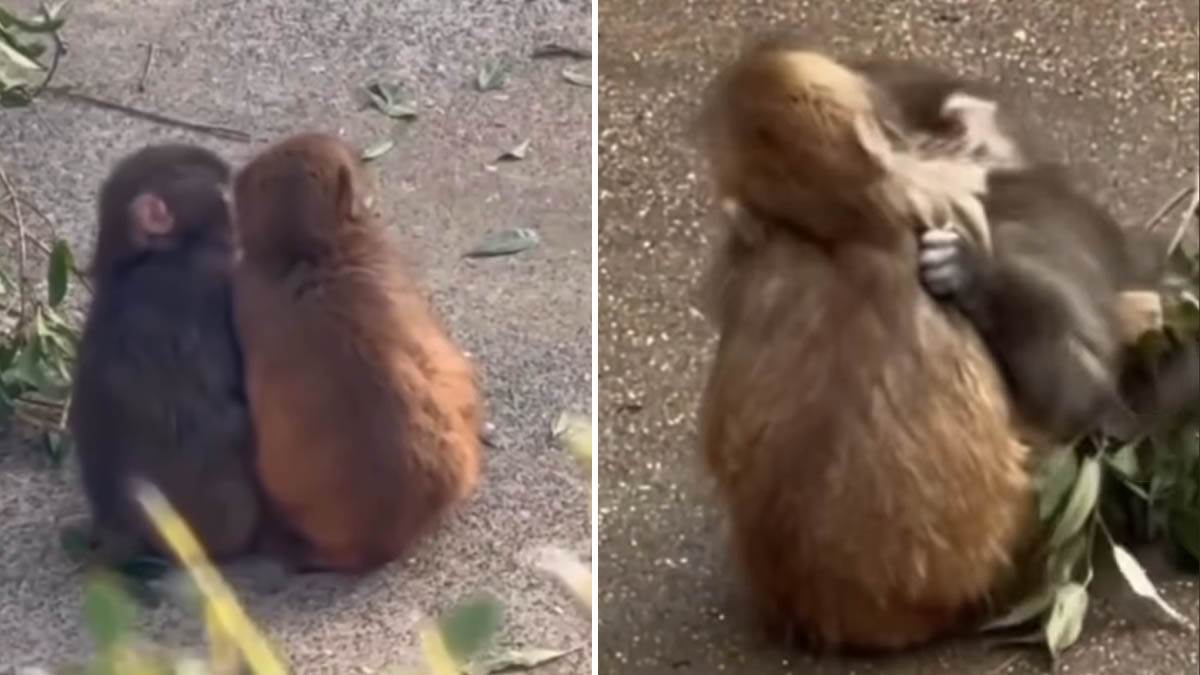  Mali Panč našao curu 