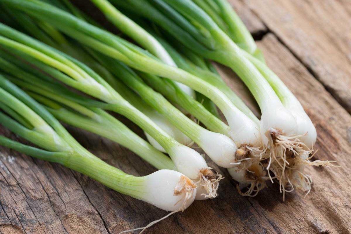  Mladi luk u časi sa vodom 