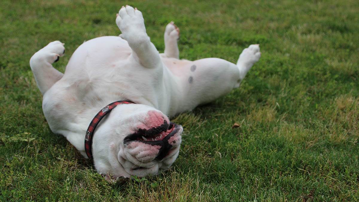  Zašto se psi valjaju u travi? 