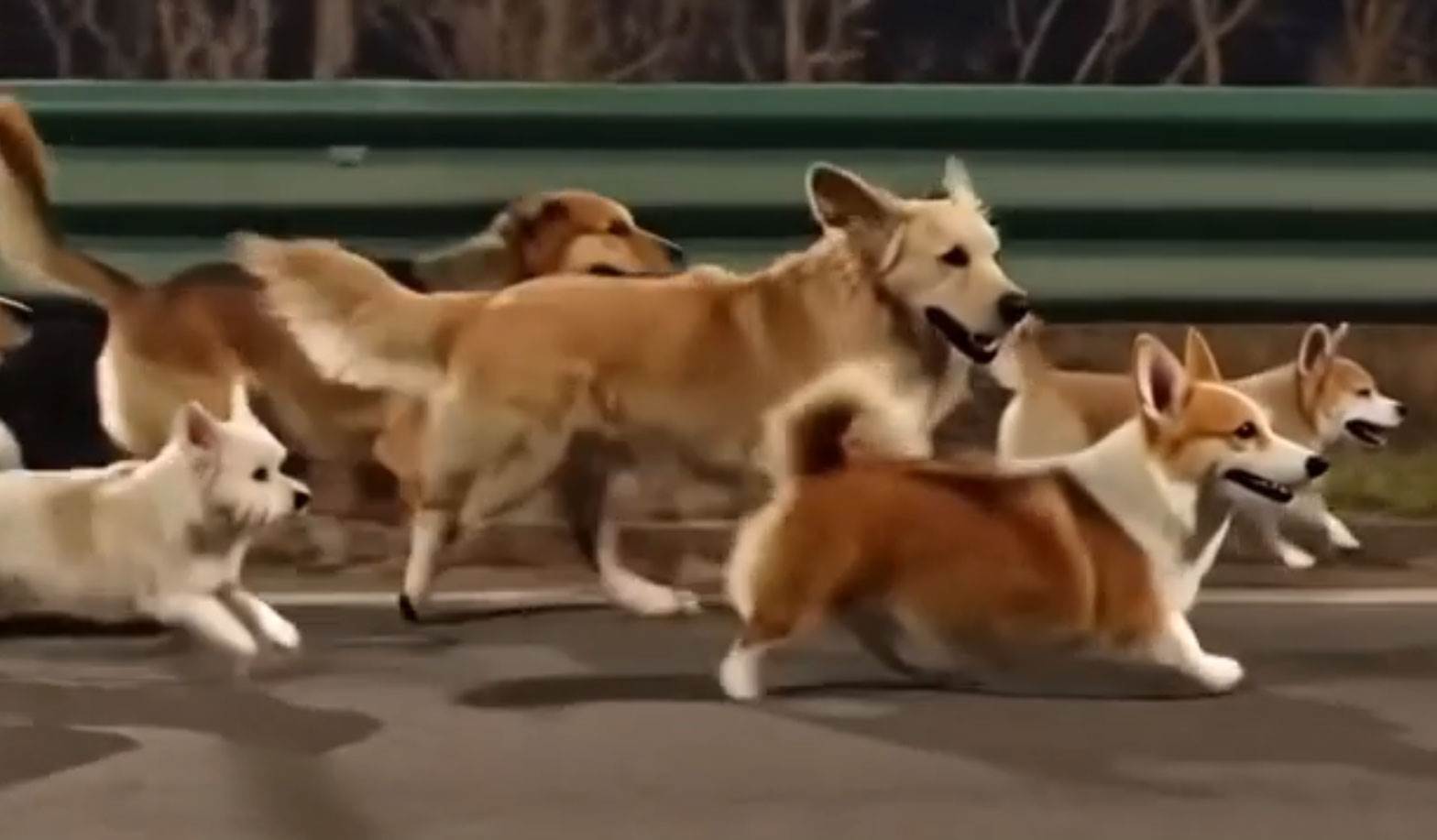  Viralni video pasa iz Kine: Istina iza priče koja je obišla svijet 