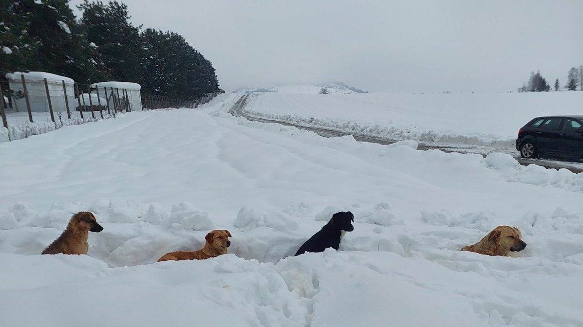  Alarm u azilu na Manjači: Psi bez hrane i vode, volonteri traže hitnu reakciju 