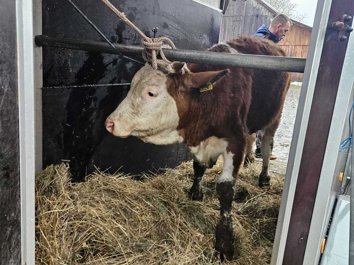  Vinka iz Verića poklonila junicu Zilhadu kojem je snijeg usmrtio stoku 