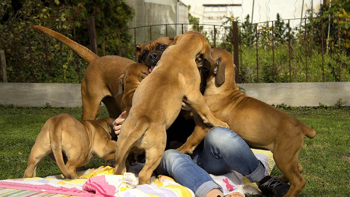  Najmoćnija rasa pasa burbul 
