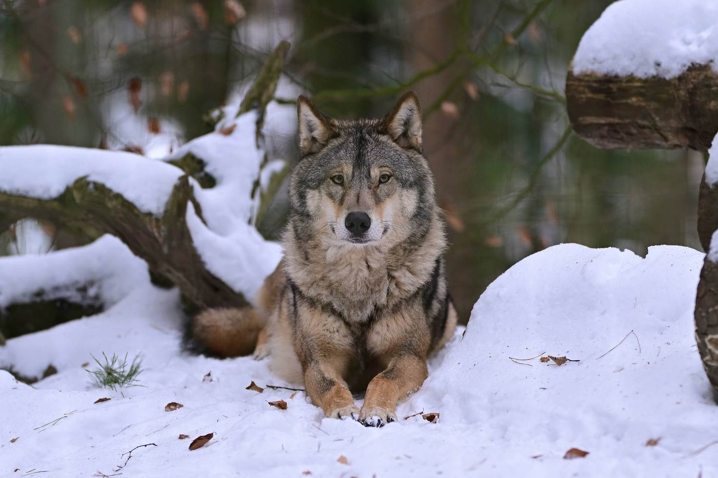  Vuk ugrizao ženu u Hamburgu 