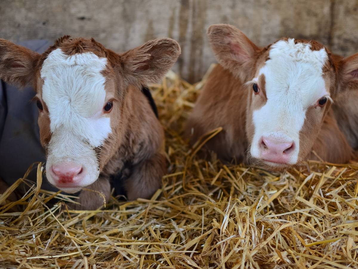  prva potpuno automatizovana farma krava na svijetu 