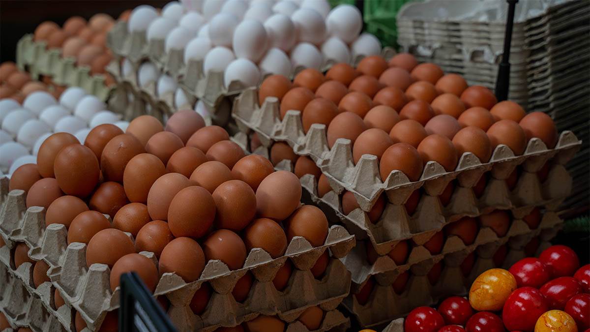  zašto su jaja različite boje 