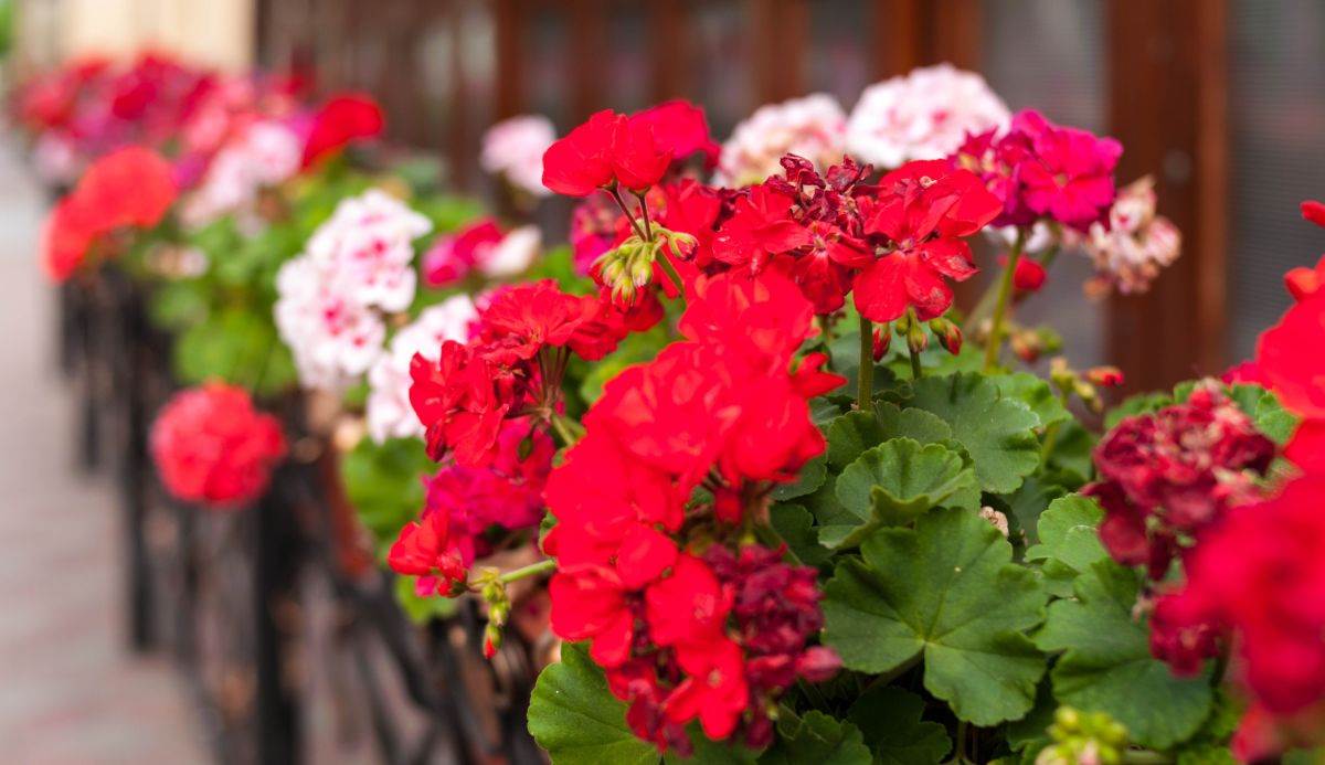  Muškatle cvjetaju do mrazeva od jedne kapi joda 