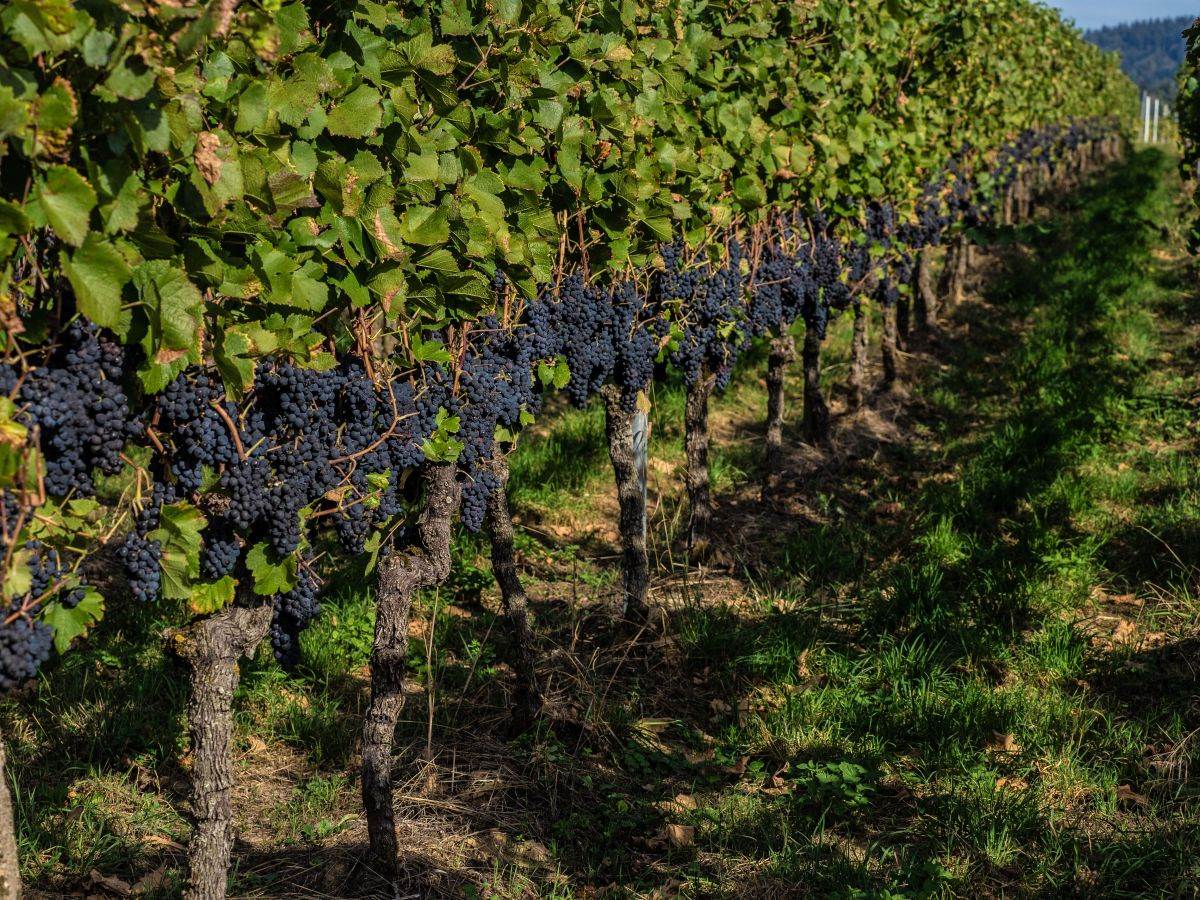  Sjemenke grožđa iz srednjeg vijeka: Tajna pino noara 