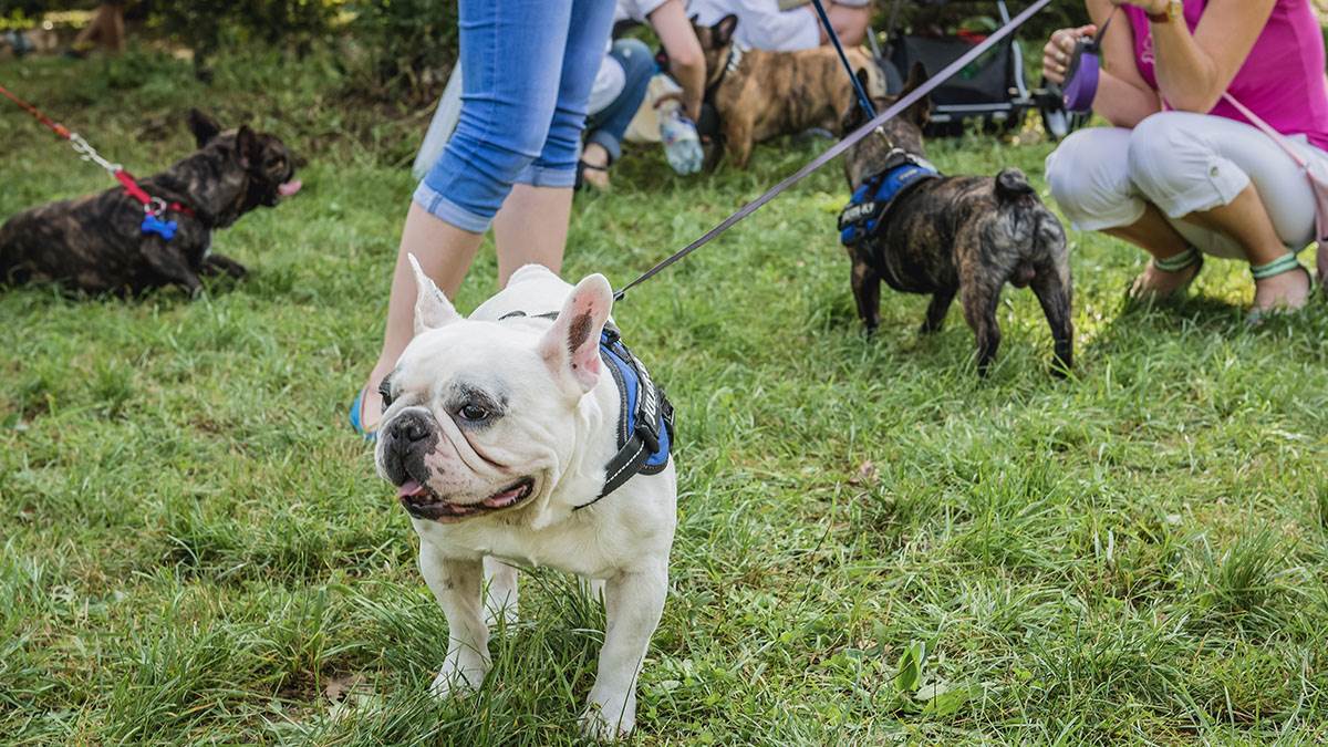 Najteže rase pasa za dresuru 