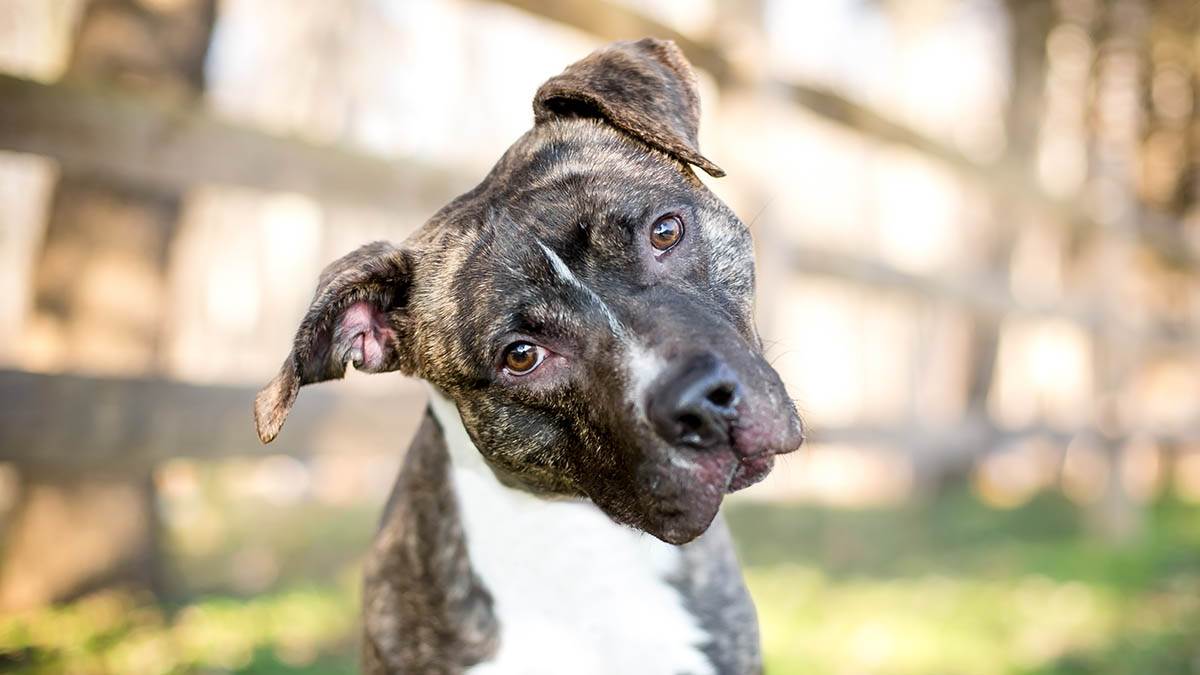  Zašto psi naginju glavu 