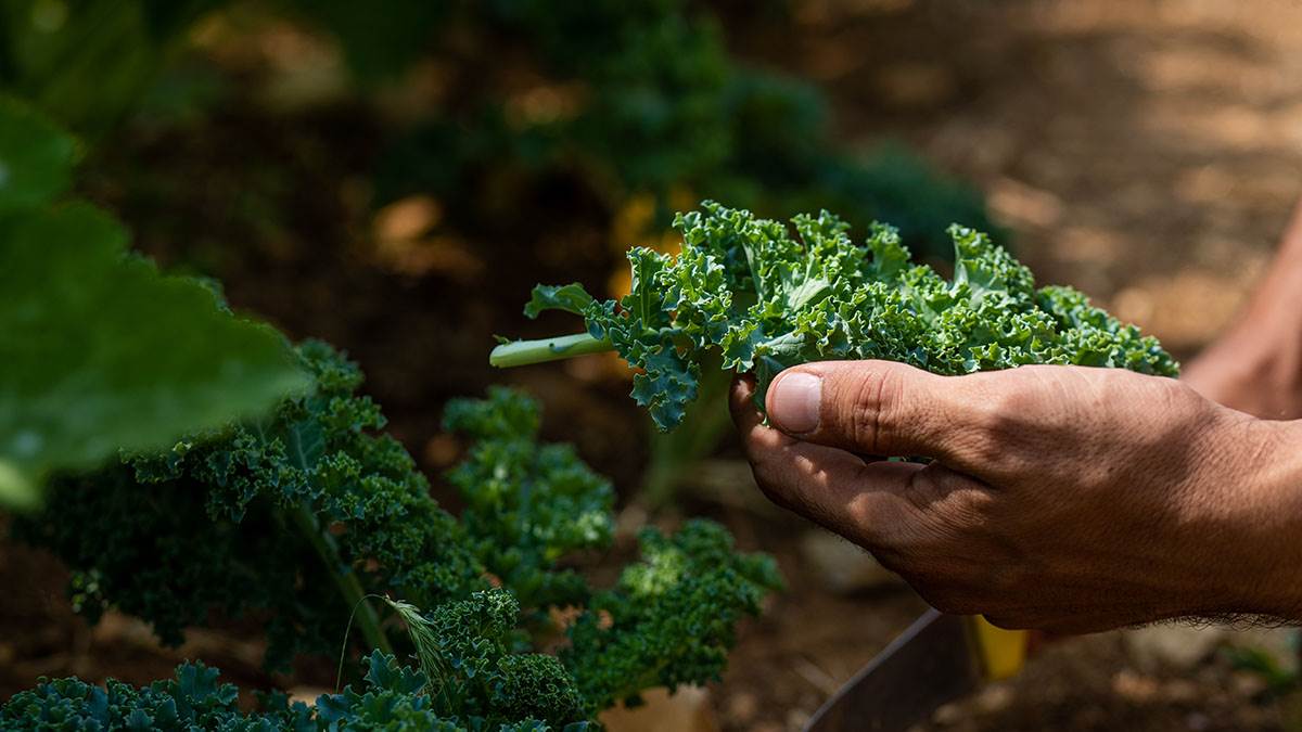  Nutritivne vrijednosti kelja 