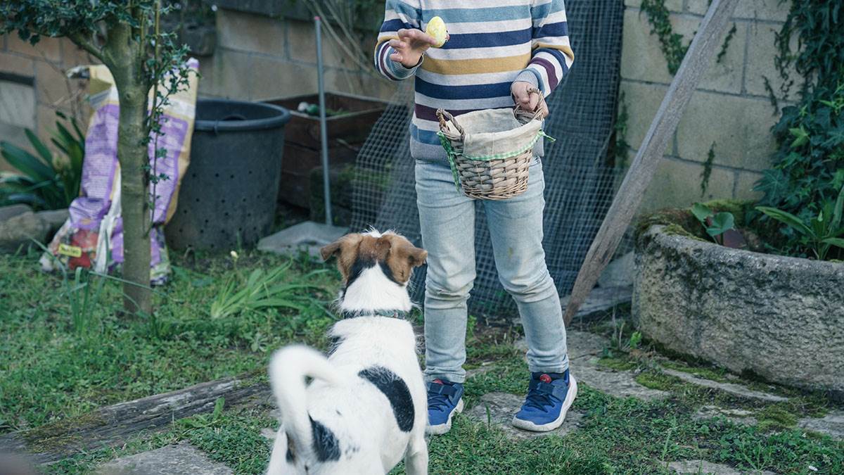  smije li pas da jede kuvana jaja 