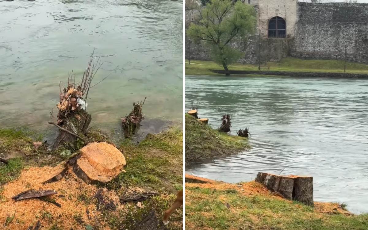  Posječene vrbe uz obalu Vrbasa 