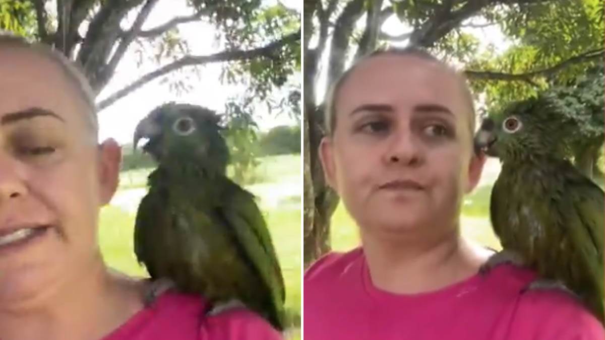  Papagaj se svađa sa ženom snimak 