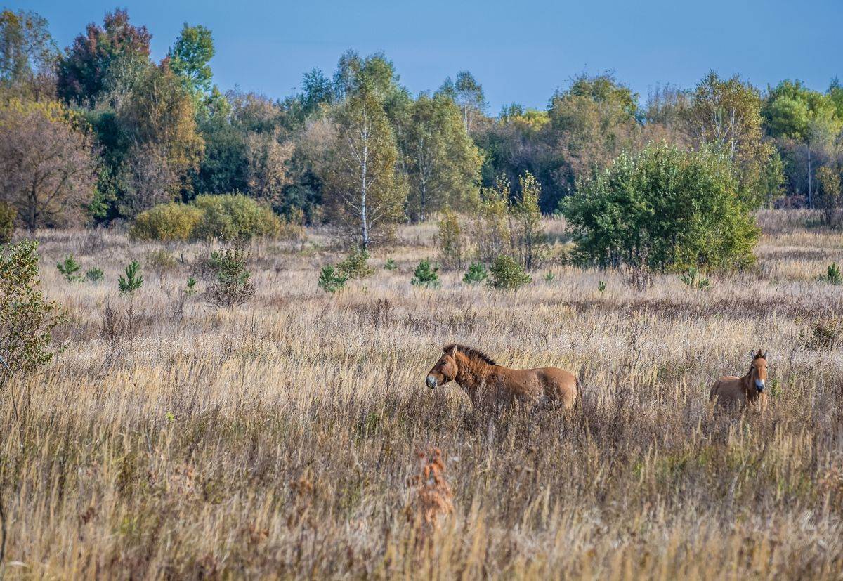  Kako se mijenja priroda u Černobilju 