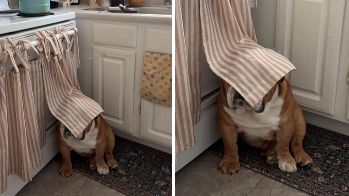  viralni snimak buldoga koji se igra žmurke 